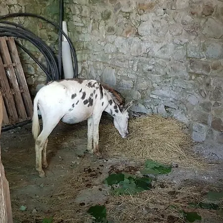 Podere Omomorto مزرعة للإقامة