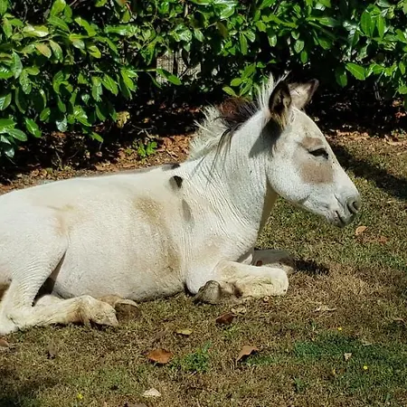 مزرعة للإقامة Podere Omomorto