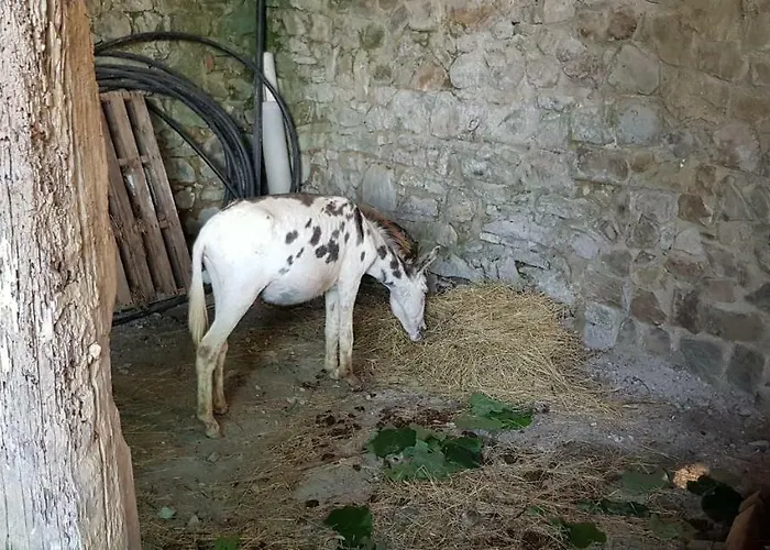 Podere Omomorto Gospodarstwo agroturystyczne