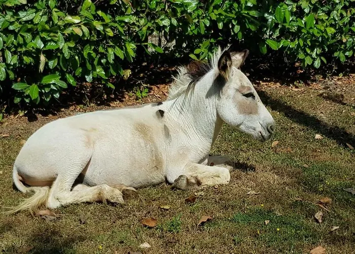 Gospodarstwo agroturystyczne Podere Omomorto